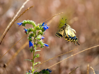 Schwalbenschwanz (Papilio machaon) © Lothar Lenz