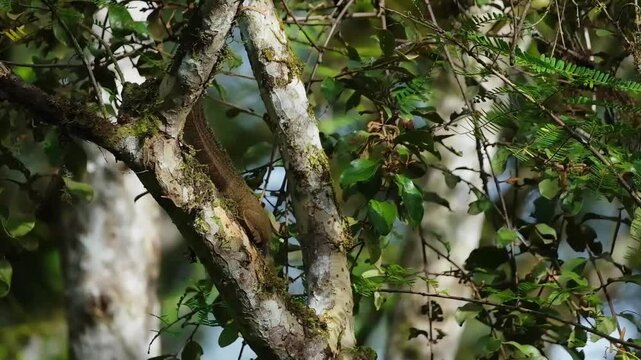 squirrel on tree