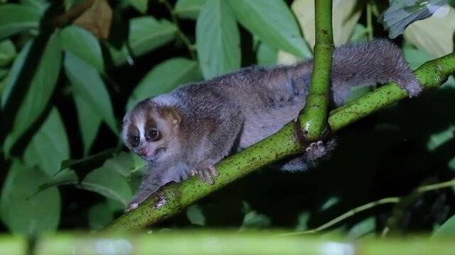Slow Lorises