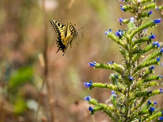 Schwalbenschwanz (Papilio machaon) © Lothar Lenz