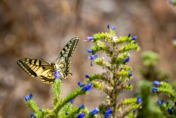 Schwalbenschwanz (Papilio machaon) © Lothar Lenz