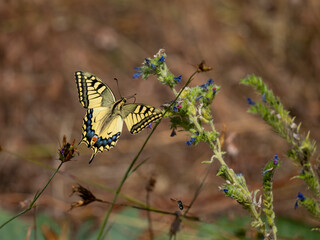 Schwalbenschwanz (Papilio machaon) © Lothar Lenz