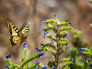 Schwalbenschwanz (Papilio machaon) © Lothar Lenz