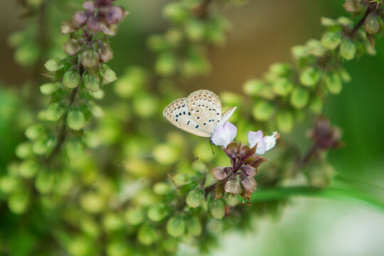 Macro shot of a Pale Grass Blue butterfly feeding on basil flowers.