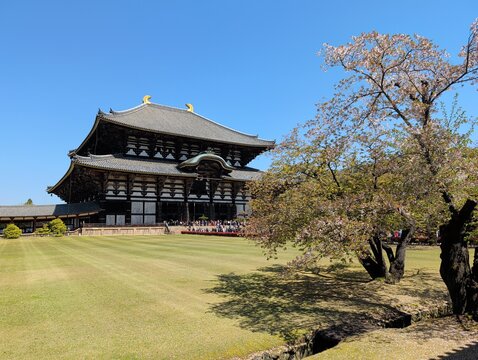 Todai-ji Temple Daibutsuden with Cherry Blossoms, Nara