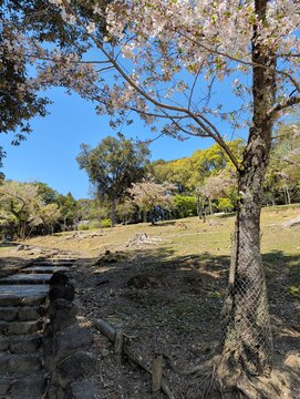 Cherry Blossoms and Stone Steps in Nara Park with Deer