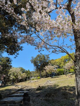 Nara Park Cherry Blossoms with Deer in Spring