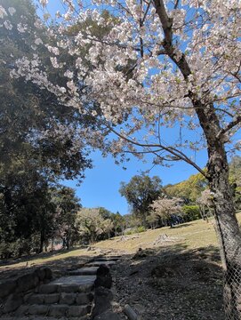 Cherry Blossoms Along Stone Steps in Nara Park