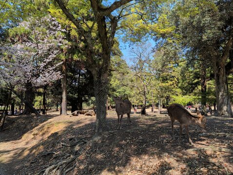 Wild Sika Deer at Nara Park Among Cherry Blossoms Japan