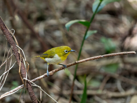 Ryukyu White-eye Perched on a Thin Branch