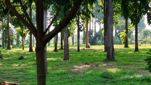Drone footage captured with a 3&times; telephoto lens flying laterally through a Hopea odorata forest in Dak Lak, Vietnam. The slow cinematic movement creates a beautiful parallax effect as towering tropica