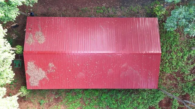 Drone footage begins above a small opening in a Hopea odorata forest in Dak Lak, Vietnam. From an oblique top-down perspective, the drone gradually ascends to reveal a secluded cabin hidden beneath th
