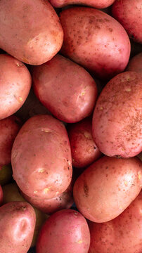 Many fresh red-skinned potatoes background closeup. Organic root vegetable harvest from farm. Healthy raw food texture surface details. vertical photo