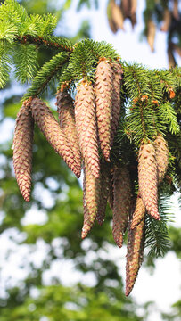 Close-up view fresh green spruce branch with numerous elongated pine cones adorned with glistening water droplets, natural light illuminating texture of needles and scales vertical photo