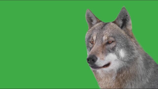 Grey wolf head looking left on green screen background. Animated cinemagraph, parallax animation, based on an original photograph.