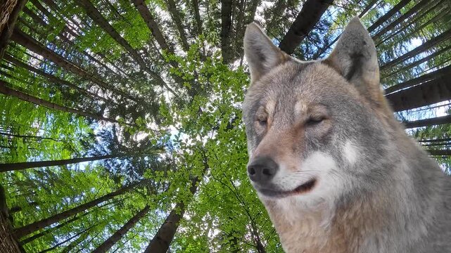 Grey wolf with orange eyes in green forest background. Animated cinemagraph, parallax animation, based on an original photograph.