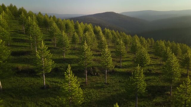 A hillside covered in young, evenly spaced reforested trees, on land previously cleared and now regrowing. Clean 5-second cinematic 4K clip for reforestation and sustainability content.
