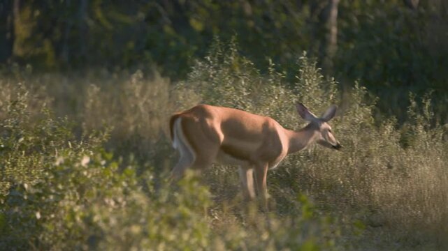 A deer walking calmly along a vegetated wildlife corridor, connecting two forested habitat areas. Clean 5-second cinematic 4K clip for wildlife conservation and sustainability content.

