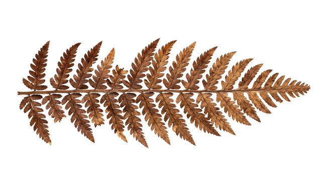 Detailed brown dried fern leaf with intricate texture and natural botanical patterns isolated on transparent background for design.