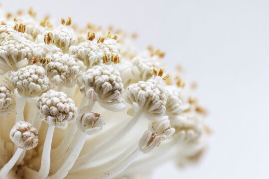 Angelica Flower Head Macro with Tiny White Blossoms Isolated on White