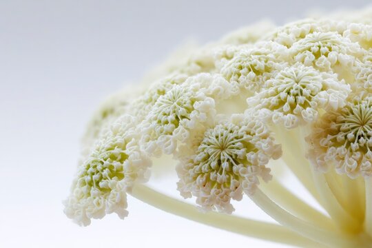 Angelica Flower Head Macro with Tiny White Blossoms Isolated on White