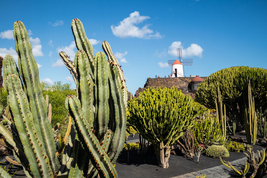 Jardin de Cactus designed by Cesar Manrique in Guatiza, Lanzarote. Traditional windmill rising above the famous Cactus Garden in Lanzarote.