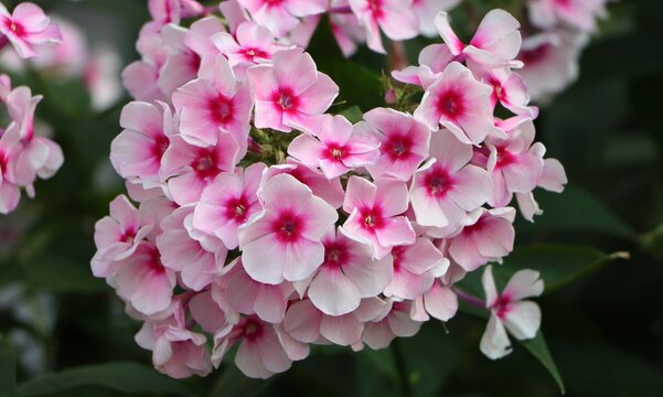 Garden phlox (Phlox paniculata) blooming in summer