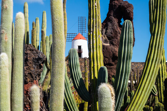 Jardin de Cactus designed by Cesar Manrique in Guatiza, Lanzarote. Traditional windmill rising above the famous Cactus Garden in Lanzarote.