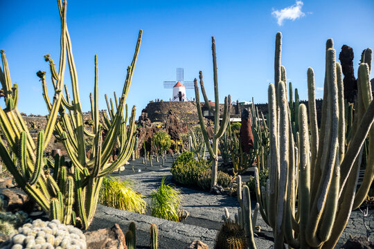 Jardin de Cactus designed by Cesar Manrique in Guatiza, Lanzarote. Traditional windmill rising above the famous Cactus Garden in Lanzarote.