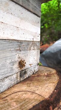 Native stingless bees from the Meliponini tribe enter and leave traditional wooden hive in Chapada dos Veadeiros, Goias, Brazil, documenting active meliponiculture in the Cerrado vertical slow motion