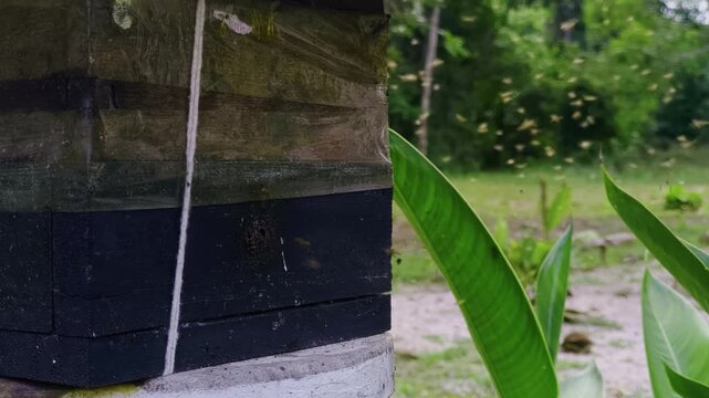 Native stingless bees from the Meliponini tribe fly around a traditional wooden hive in Chapada dos Veadeiros, Goias, Brazil, illustrating active meliponiculture in the Cerrado, static close up.