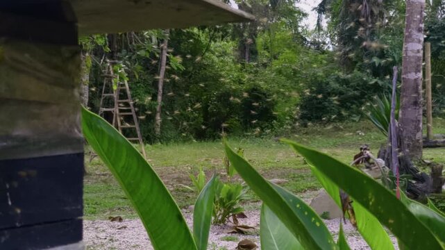 Traditional wooden stingless beehive used for meliponiculture stands in a tropical garden in Chapada dos Veadeiros, Goias, Brazil, surrounded by native Cerrado vegetation, static shot.