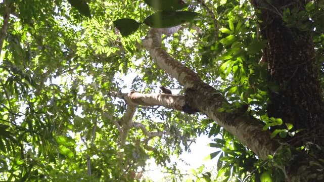 Native tropical forest canopy in Chapada dos Veadeiros, Goias, Brazil, reveals mature trees, dense foliage and sunlight filtering through the Cerrado gallery forest, vertical tilt up.