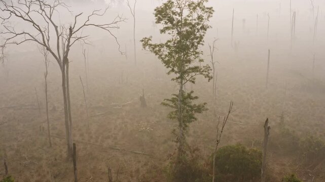 Aerial drone view of a deforested area in the southern Amazon rainforest, where dense smoke blankets cleared land and isolated surviving trees, highlighting the severe impacts of deforestation, wildfi