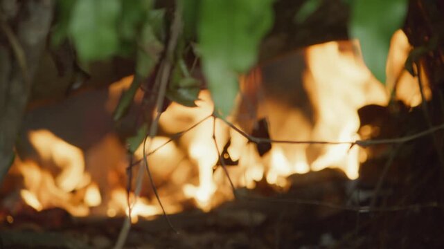 Close-up of active flames consuming dry leaf litter on the forest floor in the southern Amazon rainforest, documenting the spread of wildfires and their destructive impact on one of the world's larges