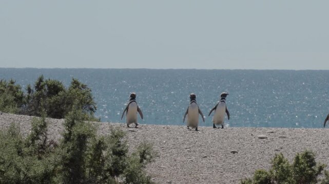 Group of magellanic penguins walking to the ocean in summer, Patagonian coast near Trelew meets Atlantic Ocean, Static handheld shot