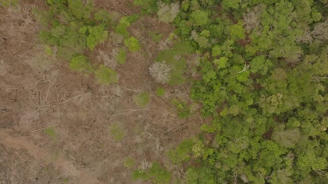 Top-down drone view of the southern Amazon rainforest showing intact forest beside a deforested area, illustrating ongoing deforestation in Brazil.