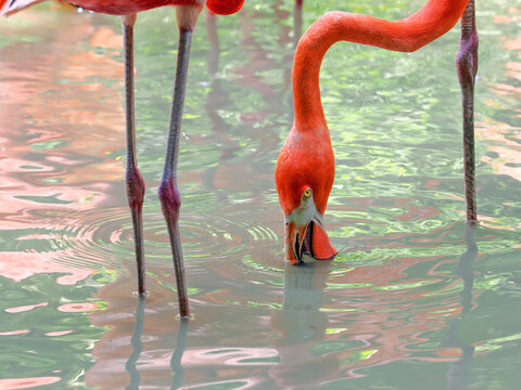 Pink flamingo on a pond in nature .