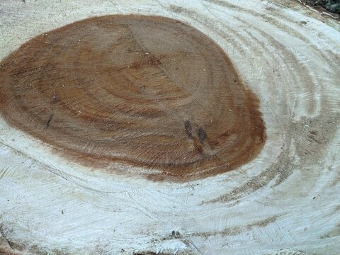 samanea saman wood texture