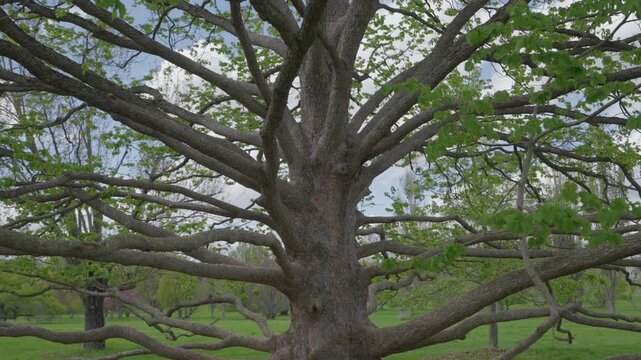 The massive trunk of an ancient deciduous tree reaches upward with detailed bark texture. Thick horizontal branches spread wide, covered in new green spring leaves.