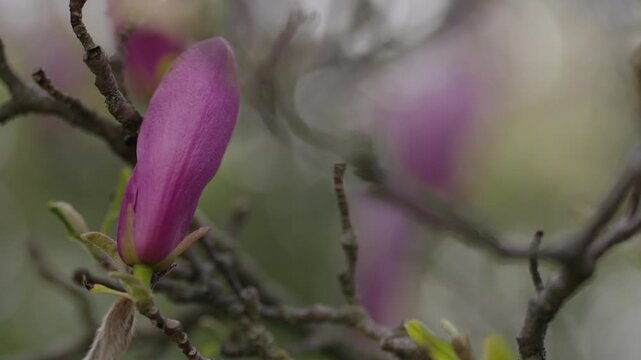 A deep pink magnolia bud prepares to open on a slender brown branch in spring. The extremely shallow depth of field creates a soft, painterly background bokeh of green and purple tones.