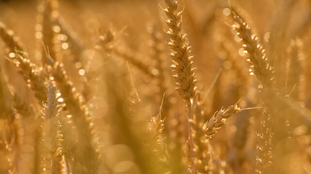 Ripe wheat ears sway in a light breeze, beautifully illuminated by warm backlit sunset light in a wheat field.