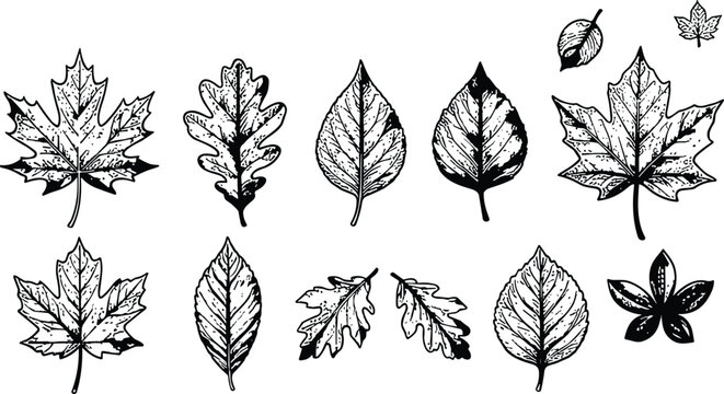 Vintage autumn leaves set with maple oak birch leaves hand drawn engraving line art black vector illustration.