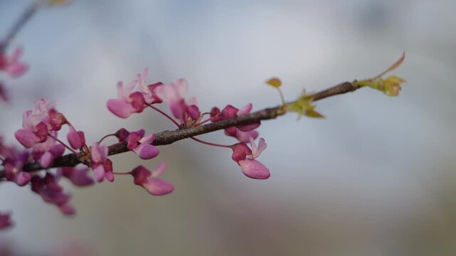 A horizontal dogwood branch showcases clusters of bright pink and purple blossoms in spring.