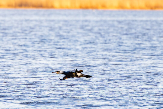 Great cormorant (Phalacrocorax carbo) in breeding plumage flying low over water surface, Finland.