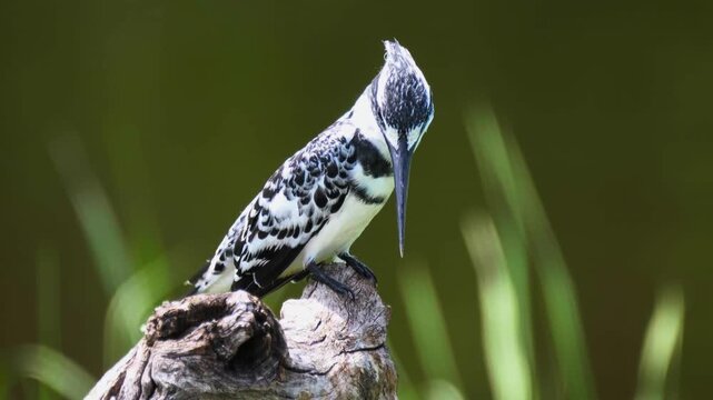 A sharp, detailed close-up capturing the high-contrast black and white plumage of a Pied Kingfisher during a moment of stillness.