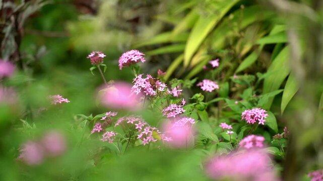 A medium shot capturing a hummingbird hawk-moth hovering and collecting nectar from pink garden flowers.