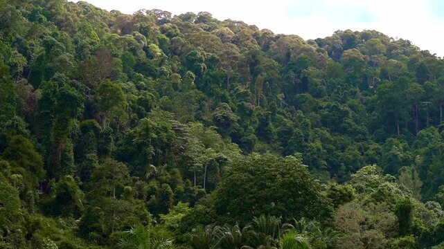 A slow panning shot sweeping left across a sprawling, densely forested tropical hillside, revealing a continuous, untamed canopy of green treetops extending up the mountain slope.