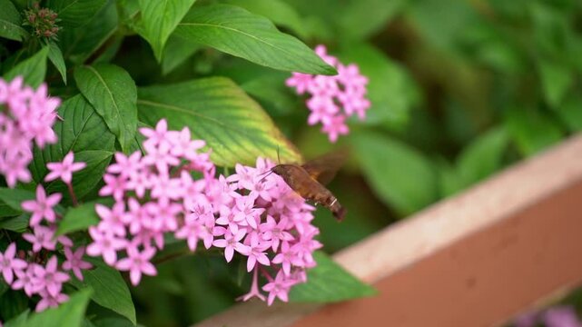 Close-up tracking shot focusing on a hummingbird hawk-moth hovering beside a cluster of pink pentas flowers next to a wooden garden railing, using its long proboscis to drink nectar from the blossoms.