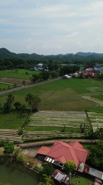 Vertical drone flies over rice fields and pans left, showing rural roads, vehicles, houses, canals, and hills in Bohol